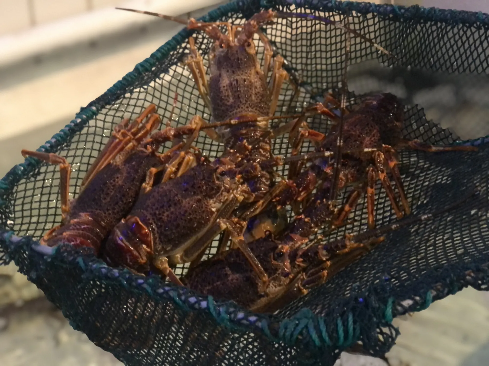 Live West Coast rock lobsters in a net